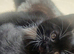 Rare tuxedo kittens in need of home