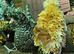 Polish chickens Padovana chickens frizzled smooth Hatching Eggs