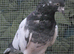 Pakistani pigeon for sale