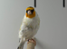 Siberian goldfinch