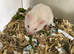Syrian Hamster Baby’s - Ready Now