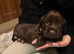 Cocker spaniel puppies