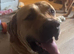 Female boerboel 18 months old sabbs registered