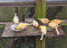 2026 unsexed Border Canaries