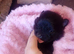 5 beautiful fur pom babies