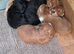 Beautiful F1b Cockapoo Puppies - Caernarfon - £1,450