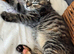 Beautiful tabby female available