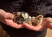 Beautiful pekin bantam chicks day olds unsexed black mottled blue lovley healthy chickens
