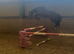 3yo registered new forest
