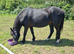 4yo 11.2hh Dartmoor Gelding