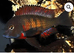 Tanganyika Tropheus Moliro group