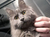 Blue maine coon female