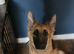 female German shepherd (read description)