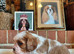 KC. Cavalier King Charles Spaniel from impeccable Champion Show Lines
