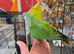 Stunning, Hand-Reared Baby Senegal Parrot – Super Friendly & Ready Now!