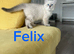 Beautiful Pure Breed Siberian Kittens!