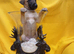 KC Regiatered Whipper Puppies for Sale