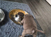Staffordshire bull terrier pups