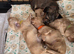 Miniature Dachshund