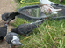 Racing pigeons and other ones