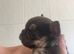 French bulldog female gorgeous compact puppy