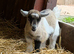 Pygmy Goat Kids For Sale