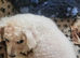 Bichon frise