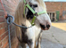 Project mare