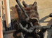 Luna for sale to good home