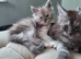 Rare polydactyl kittens