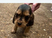 King Charles spaniel