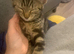 Kitten