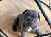 French bulldog puppy