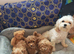 BEAUTIFUL F.1.B PUPPIES