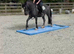 Perfect 2nd Pony Blue Roan Mare !!!REDUCED!!!