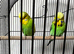 Beautiful Home Bred Young Budgies