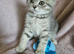Blue and Blue Golden British shorthair
