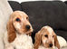 2 show type cocker spaniel puppies boy and girl