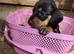 KC registered miniature dachshunds puppies