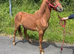 Gelding pony