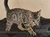 Beautiful Bengal x Persian Kittens