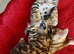 Beautiful Bengal kittens