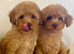 Thai poodle puppies