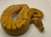 2026 pastel super enchi pinstripe hypo ball python