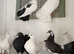 Exhibition Fantails