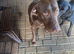 18 month old Chocolate Labrador