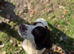 KC Springer spaniel puppies