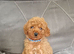 Cavapoo puppies