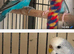 Four beautiful blue and white budgies!