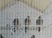 Goldfinch for sale